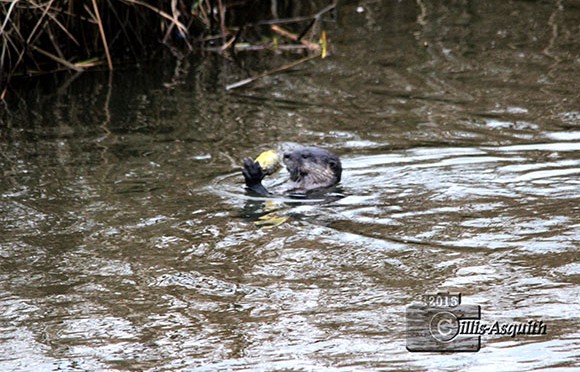 Otter in the Jackson Trails pond. November 2015. Photo by Jacinta Cillis-Asquith.