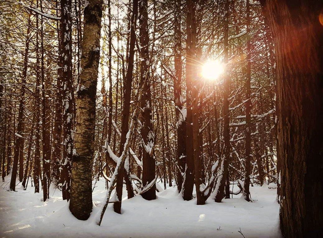 Afternoon in Shea Woods. Photo by Glen Gower.