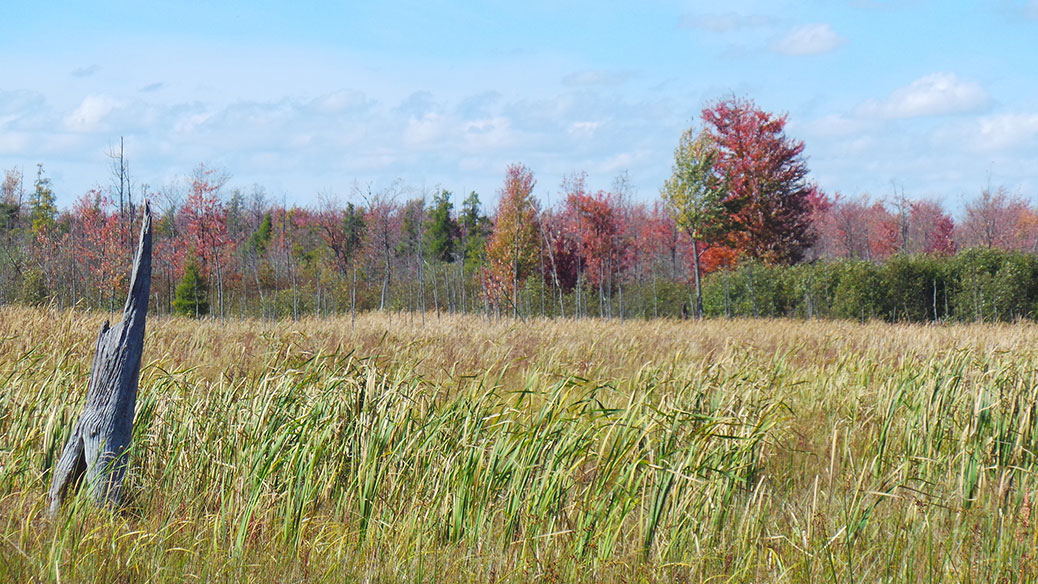 Autumn in the Marsh. September 2013 / Photo by Glen Gower