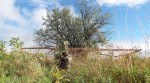 This tree south of Tanger Outlets led archeologists to a 19th century farm site. Photo by Glen Gower / September 2015
