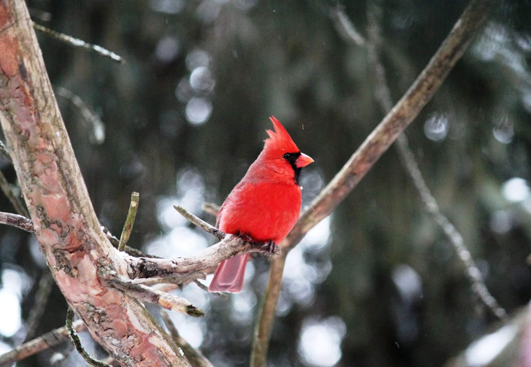 Kim De Angelis spotted this cardinal out her back window on Riverbank Court.
