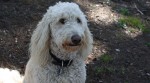 Holly the Goldendoodle
