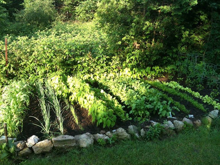 "That was the last good garden I could grow which was two years ago," says Primeau. "In that garden I had corn, tomatoes, green peppers, green onions, yellow onions, chard, radishes, leaf lettuce, carrots, green beans and a special type of purple beans. I was also growing watermelon and potatoes in a nearby rock garden."