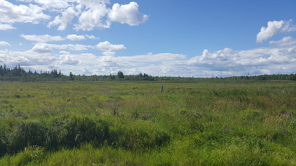 Water levels were very low this past weekend in the Goulbourn Wetland, which empties into Poole Creek.