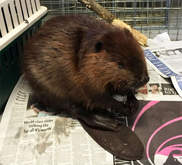 Mac the beaver