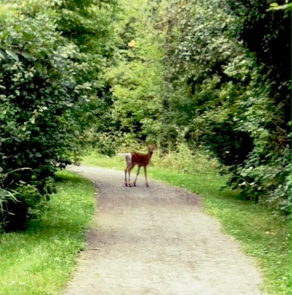 Deer on the Trans Canada Trail. Photo by Lara Winnemore