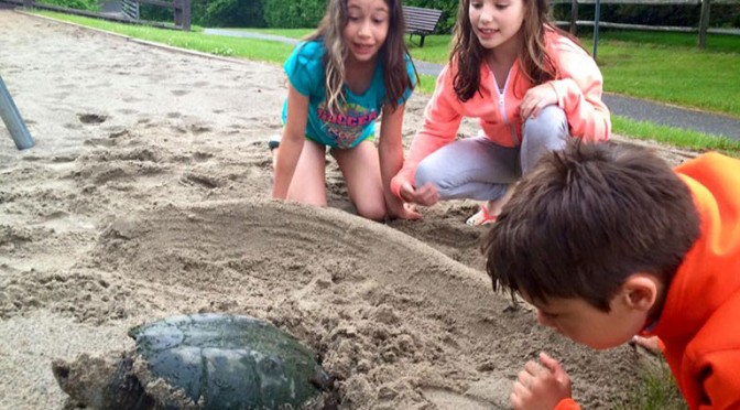 Karla Torres' family witnessed nature up close in June when they saw a snapping turtle laying her eggs in the sand at Stitt Street Park.